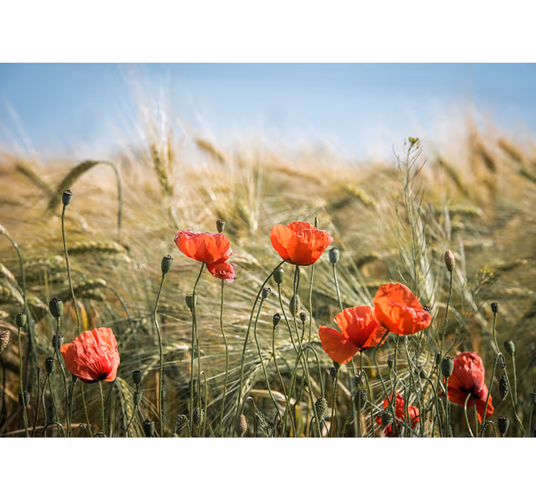 Poppy wall mural poppy meadow serenity - TenStickers