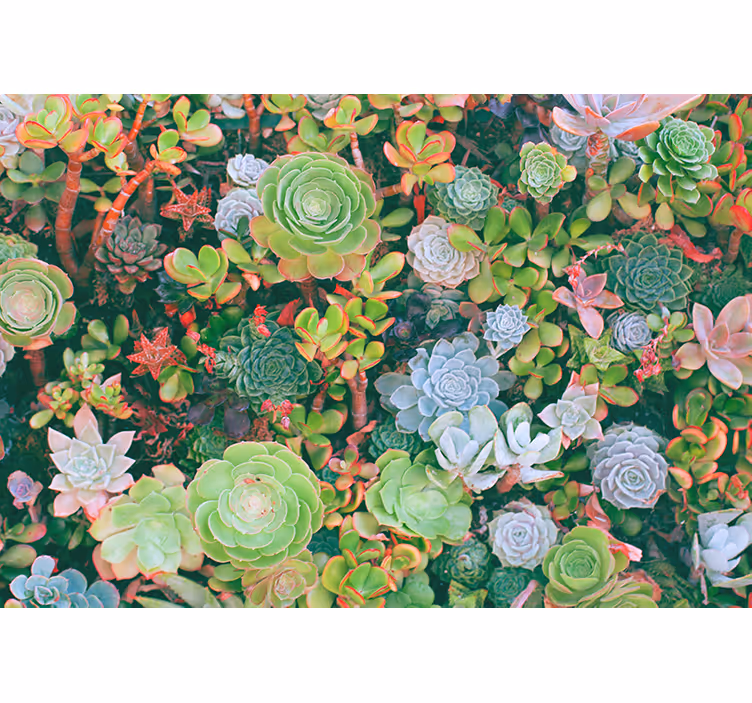 Flower mural succulent garden bloom - TenStickers