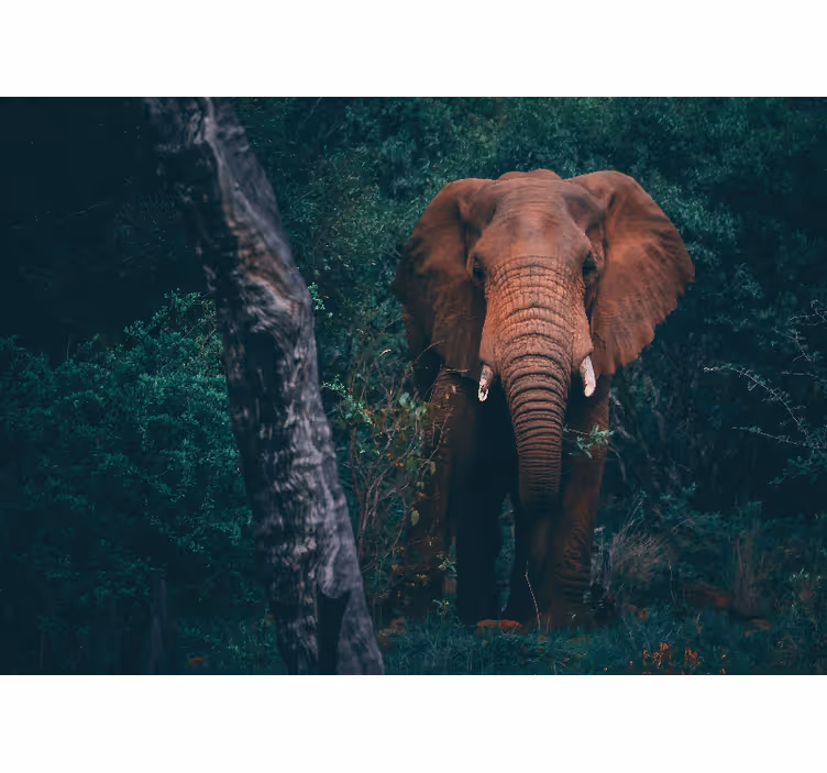 Majestic elephant presence animal wall mural - TenStickers