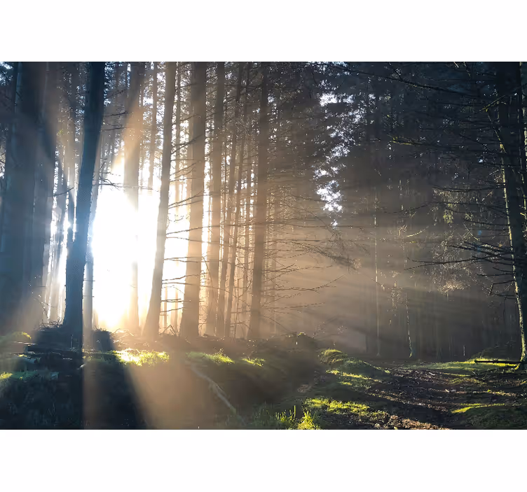 Lit forest path forest wall mural - TenStickers