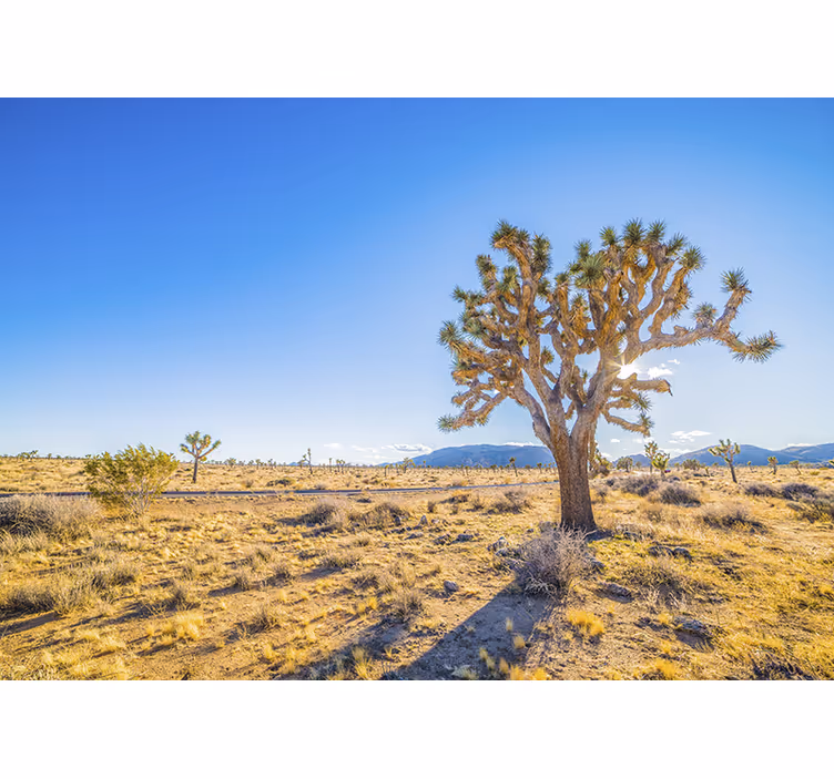 Joshua tree landscape mountain wall mural - TenStickers