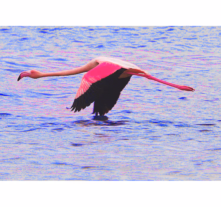 Nice shot flamingo on water wall mural - TenStickers