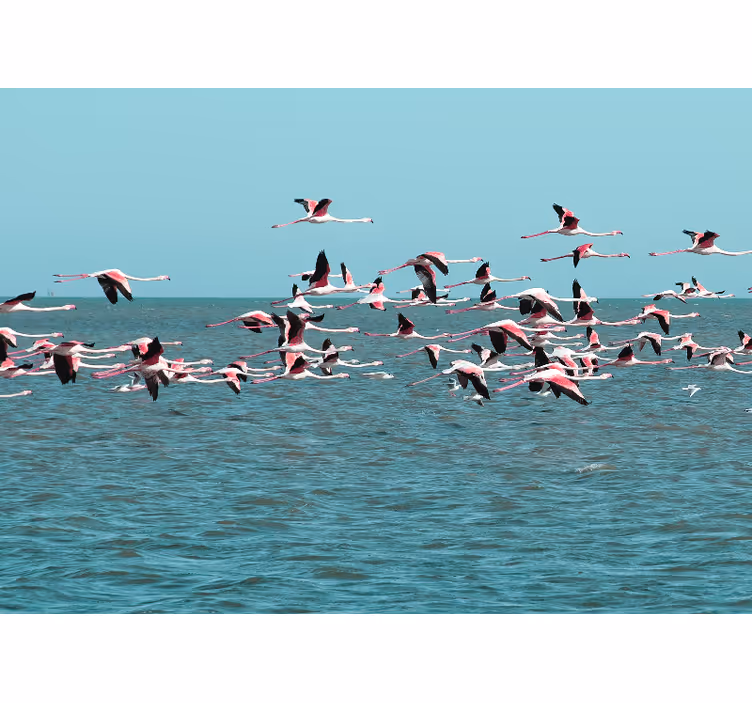 Flamingo flying in the sky wall mural - TenStickers