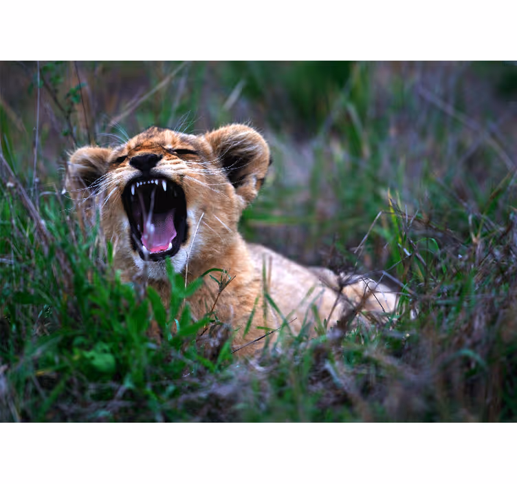 Baby leopard roaring wall mural - TenStickers