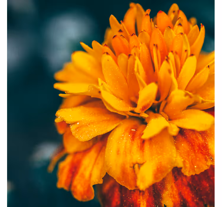 Flower mural orange blossom closeup - TenStickers