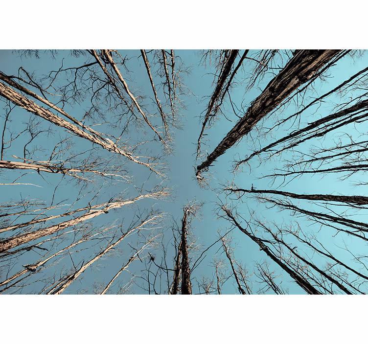 Tree mural trees reaching for the sky - TenStickers