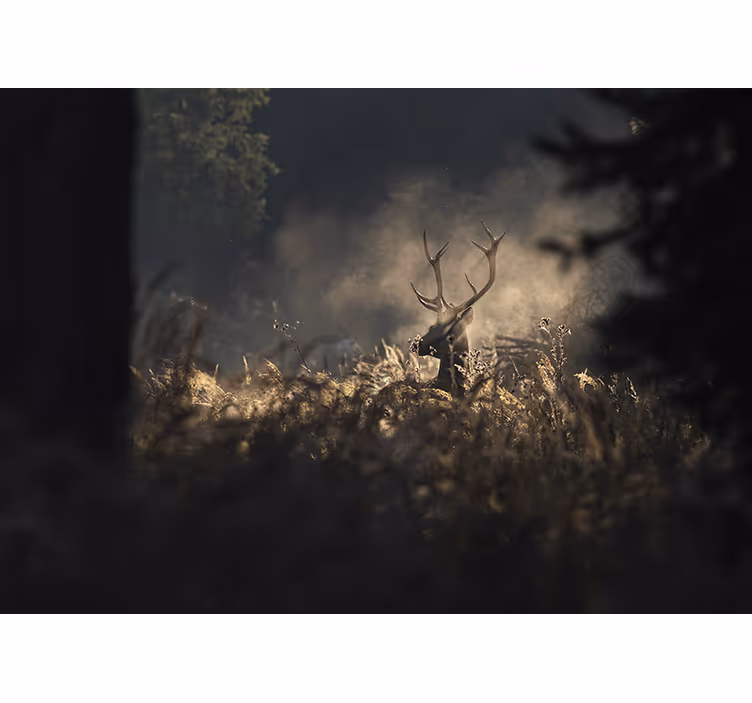 Animal wall mural regal elk silhouette - TenStickers