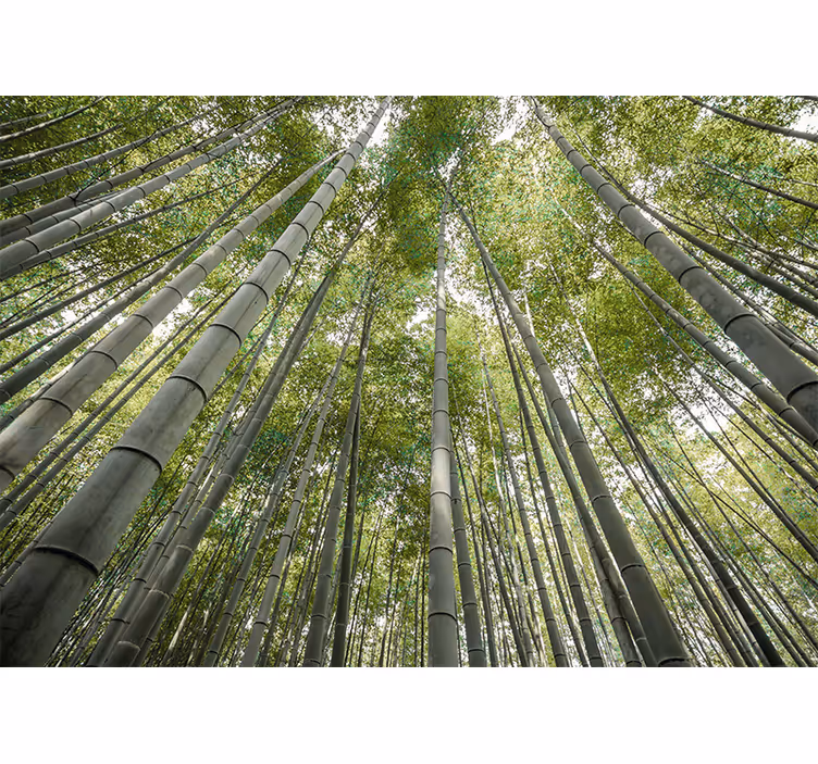 Bamboo wall mural tall bamboo forest - TenStickers
