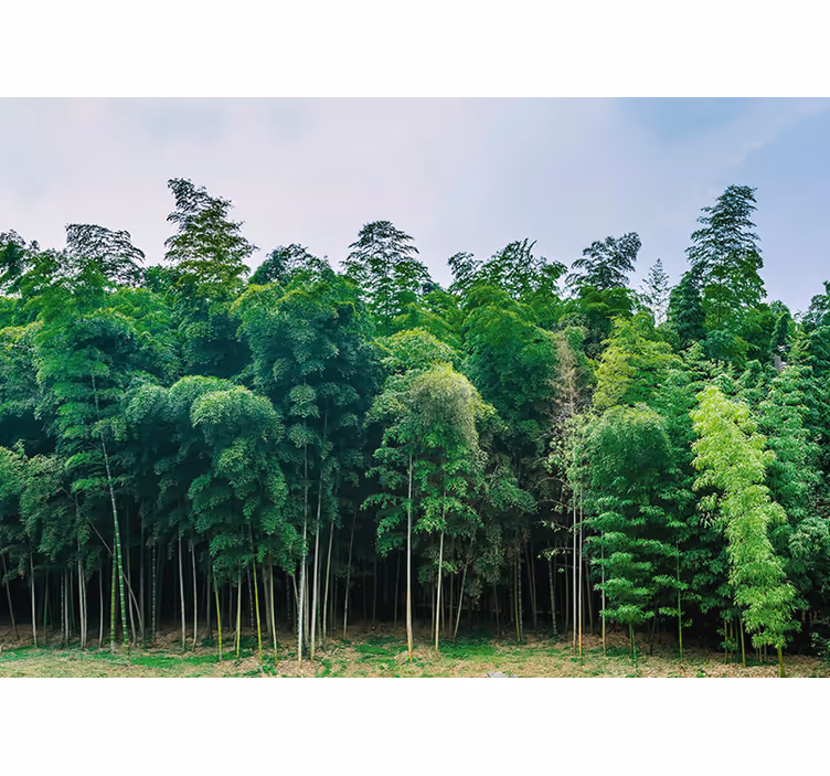 Nature wall mural bamboo forest scene - TenStickers