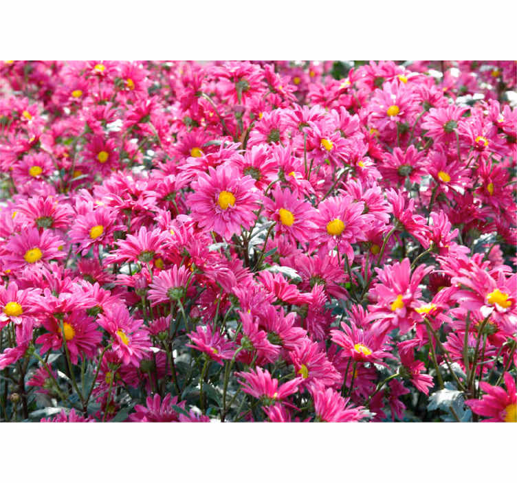 Flower mural in a burst of pink florals - TenStickers