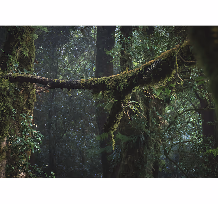Forest wall mural lush green treetops - TenStickers