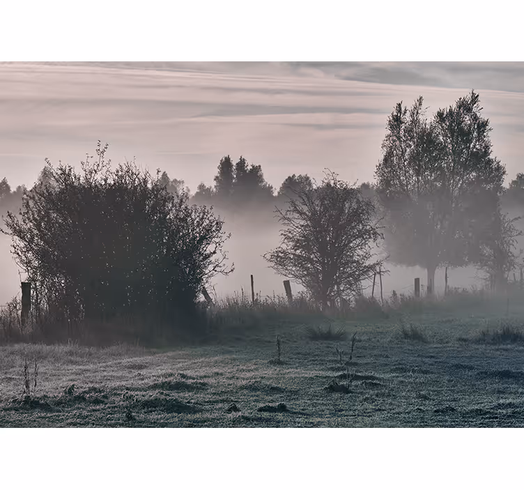 Nature wall mural foggy woodland scene - TenStickers