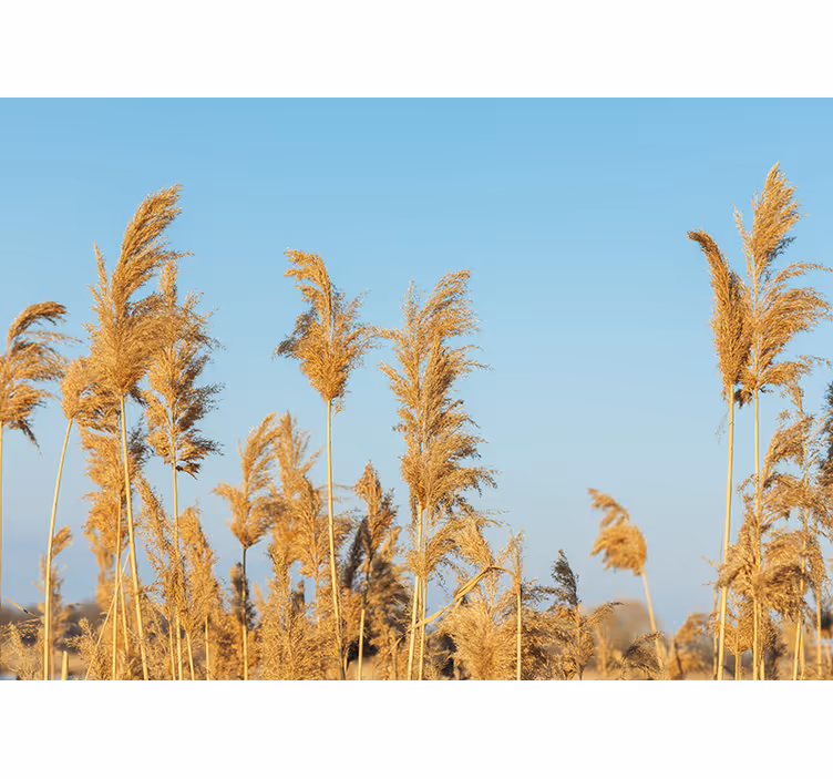 Dry cane grass nature wall mural - TenStickers