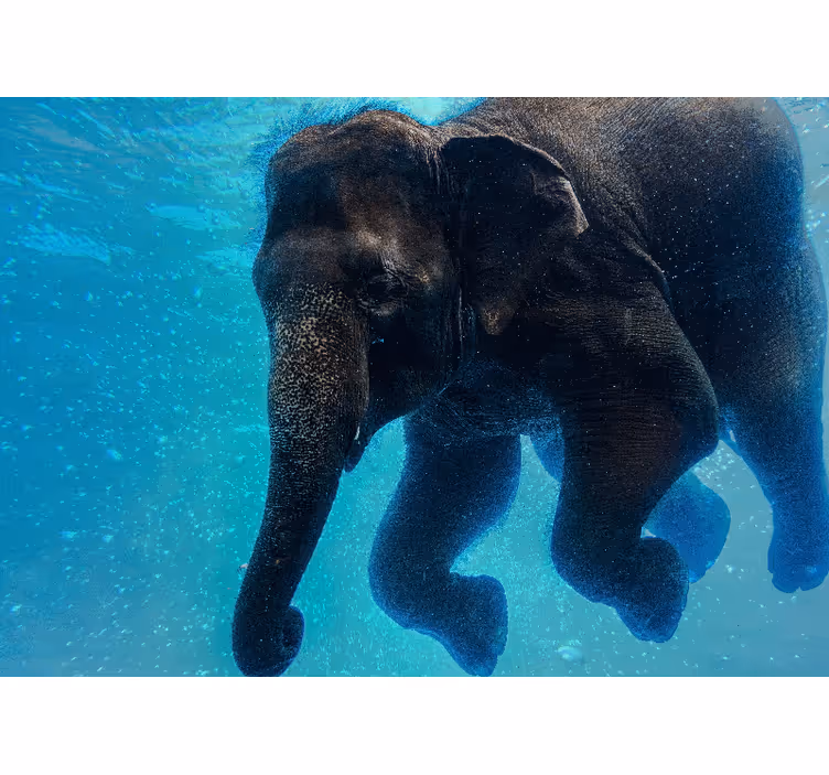 Sea mural underwater elephant artwork - TenStickers