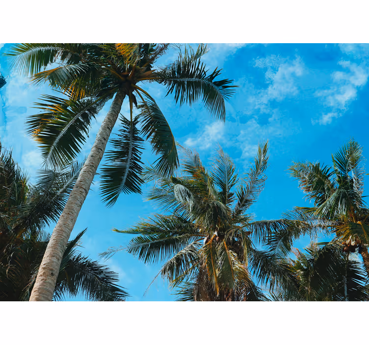 Palm trees under sky photo tree mural - TenStickers