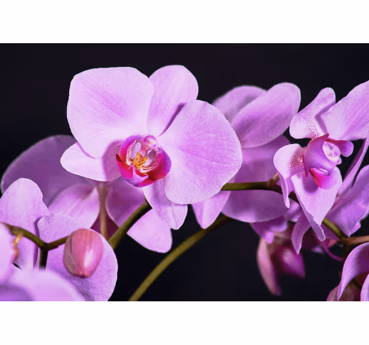 Orchid mural graceful orchid blossoms - TenStickers
