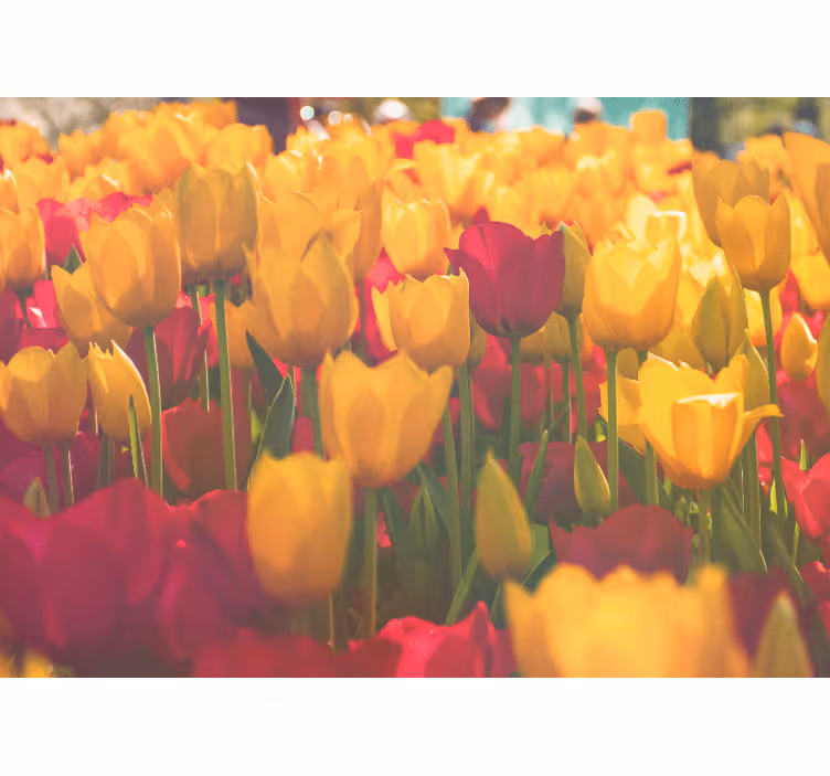 Flower mural tulip blossom fields - TenStickers