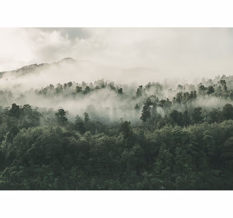 Nature wall mural misty woodland scenery - TenStickers