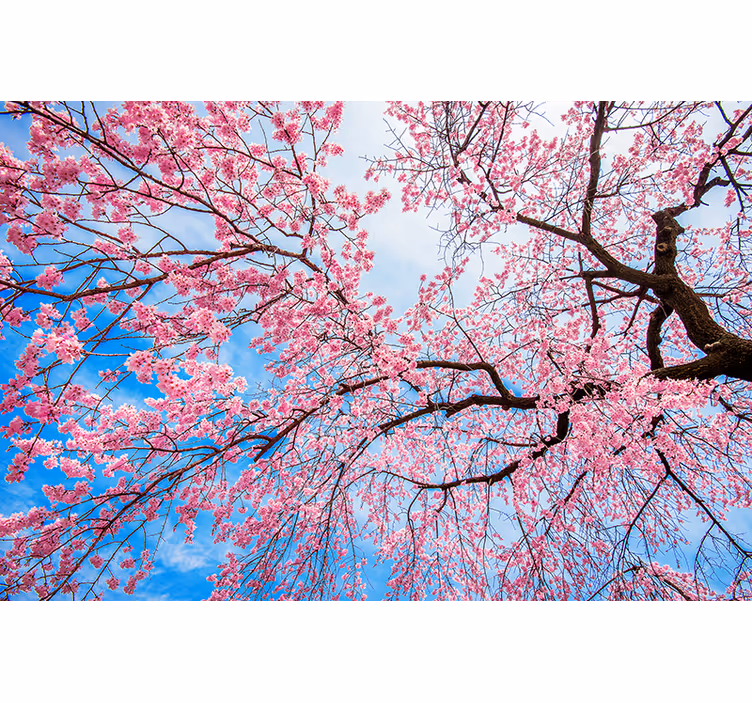 Blooming cherry tree  nature wall mural - TenStickers