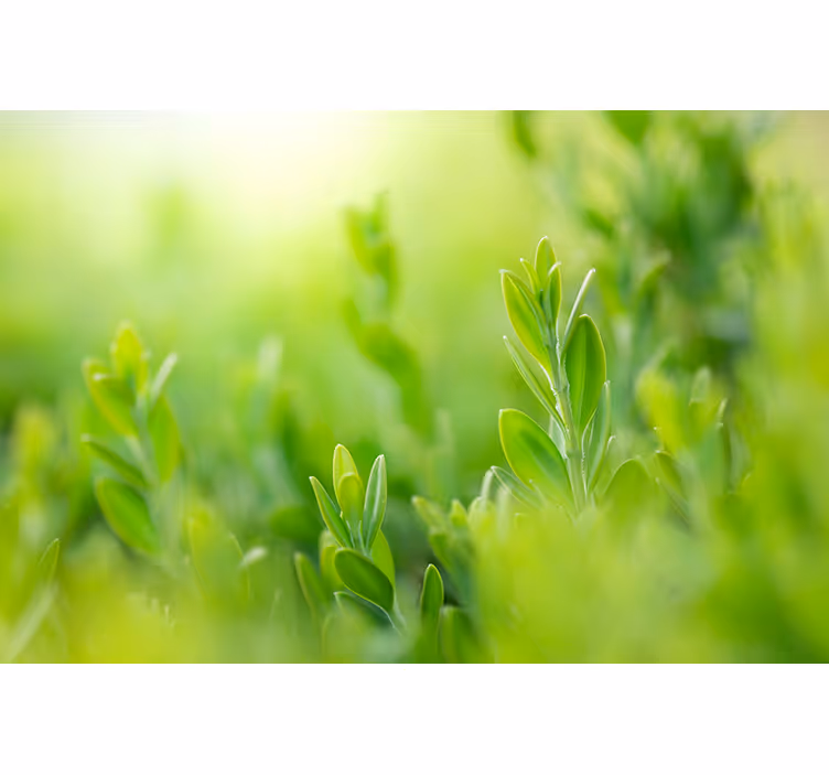 Nature wall mural lush greenery detail - TenStickers