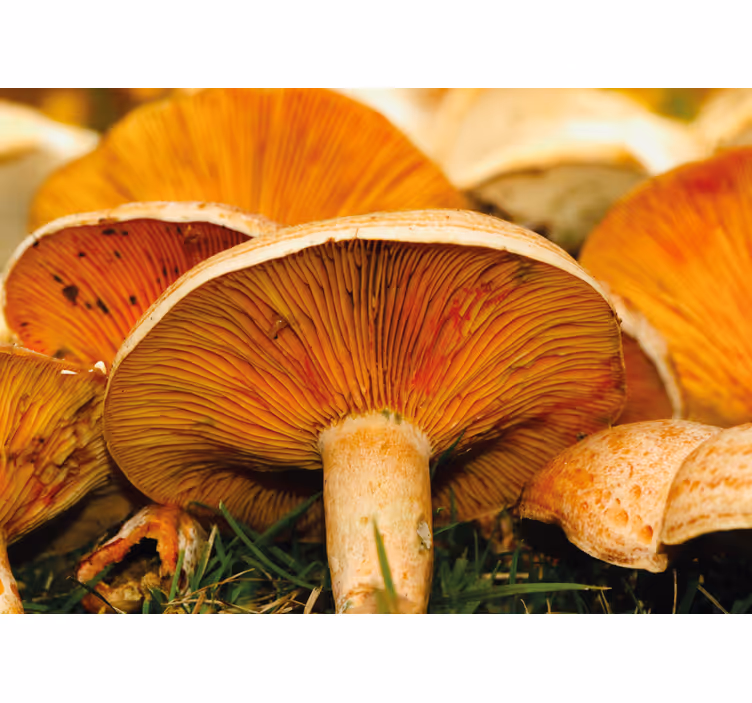 Flower mural mushroom forest scene - TenStickers