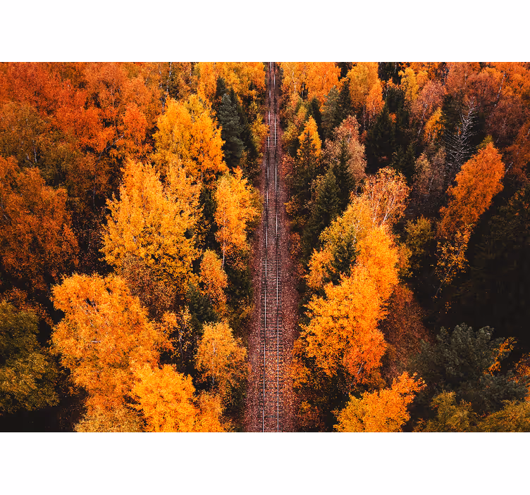 Autumn woodland trail landscape mural wallpaper - TenStickers