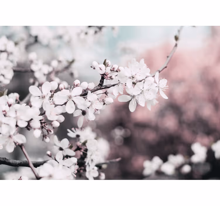 Flower mural sakura bloom branch - TenStickers