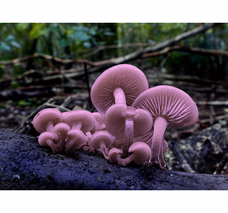 Flower mural pink mushroom clusters - TenStickers