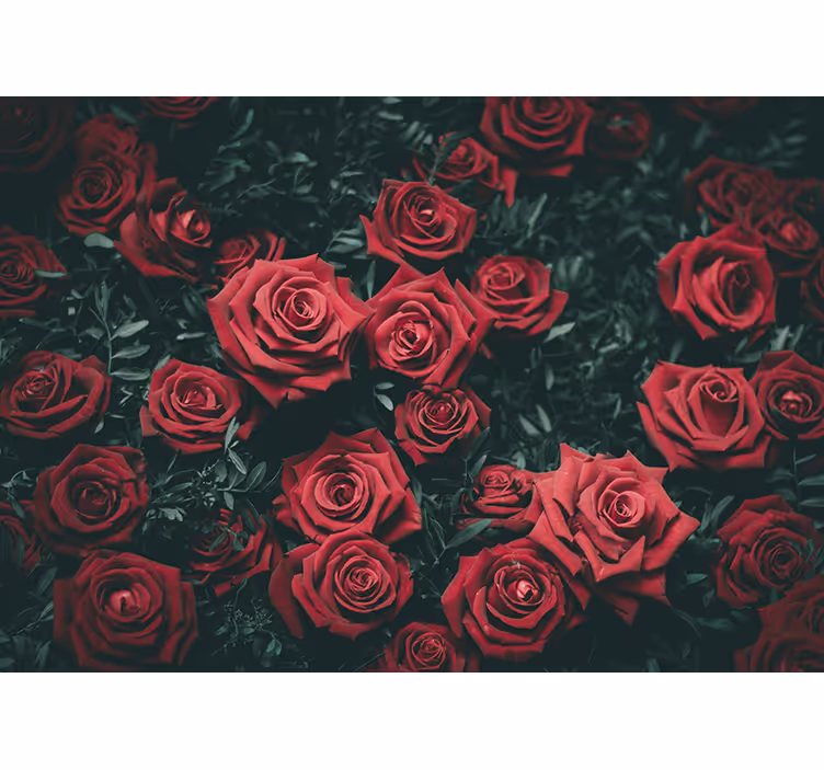 Bright red roses rose wall mural - TenStickers