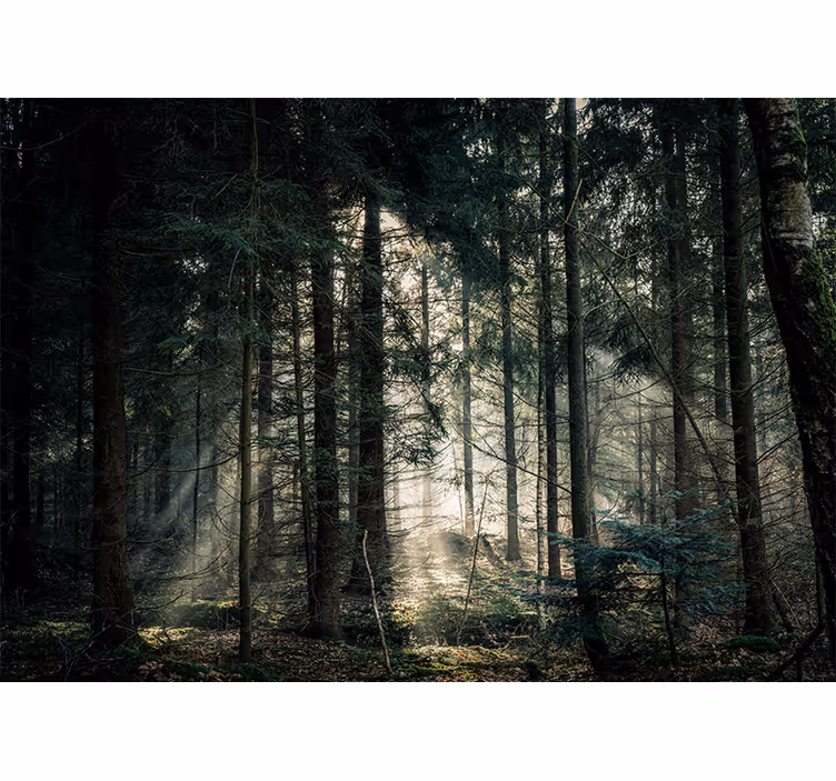 Nature wall mural tranquil woodland view - TenStickers