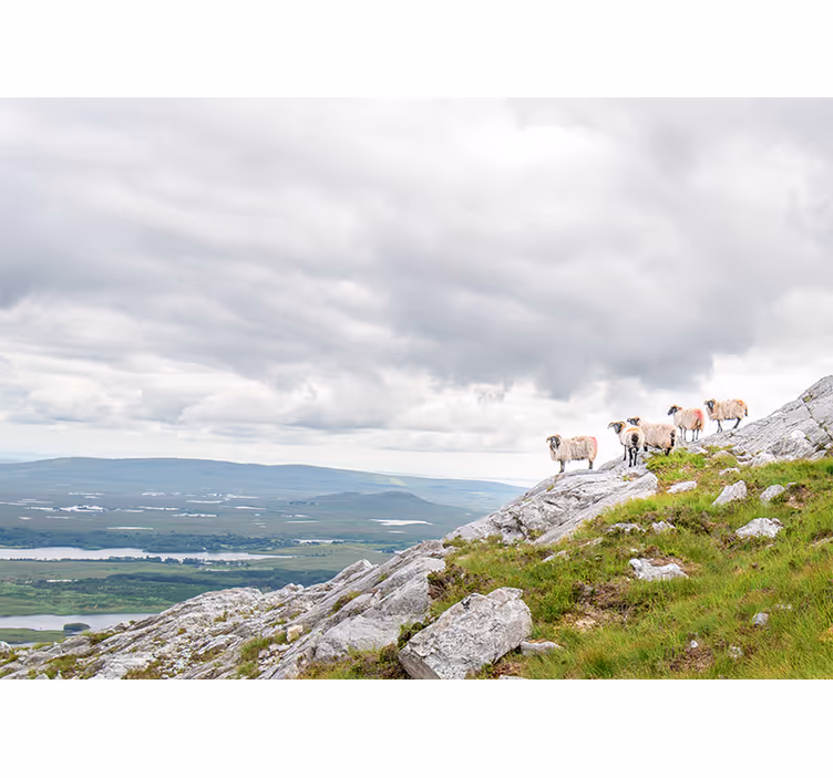 Lambs on slopes wall mural - TenStickers