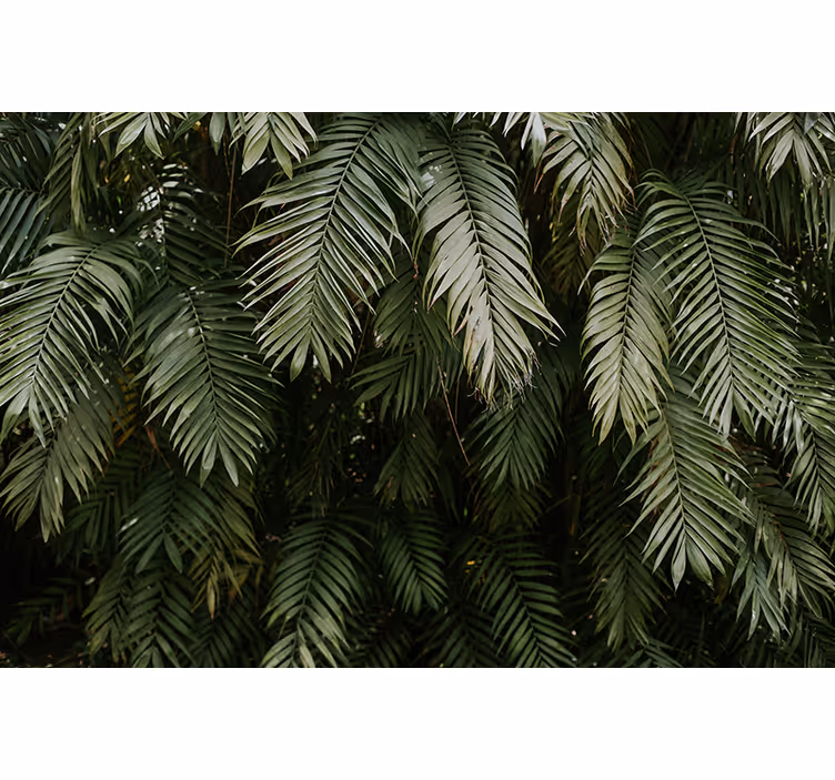Nature wall mural tropical foliage - TenStickers