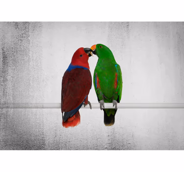Wall mural colorful parrots interaction - TenStickers