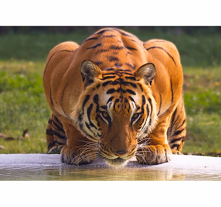 Menacing tiger drinking water wall mural - TenStickers
