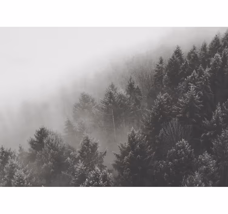 Forest wall mural misty pine landscape - TenStickers