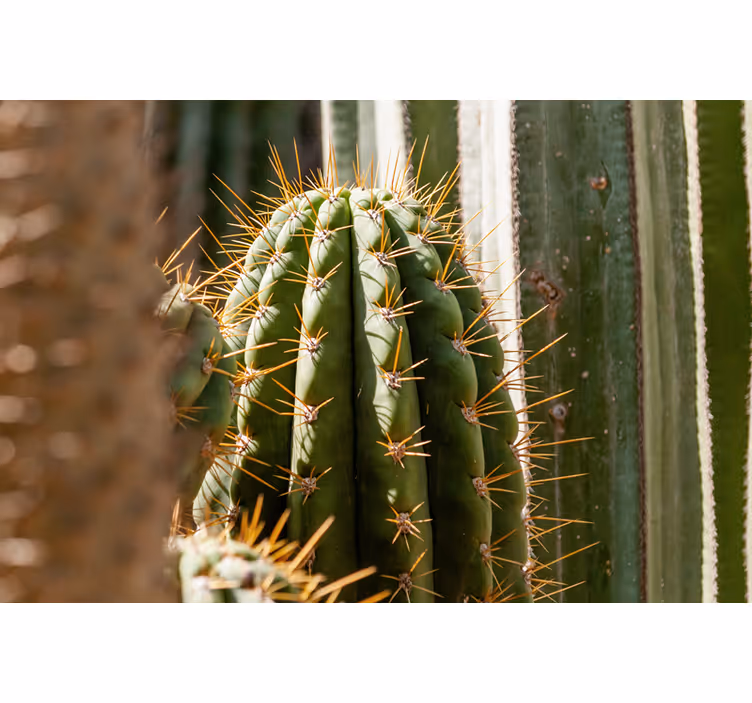 cactus close up desert mural - TenStickers