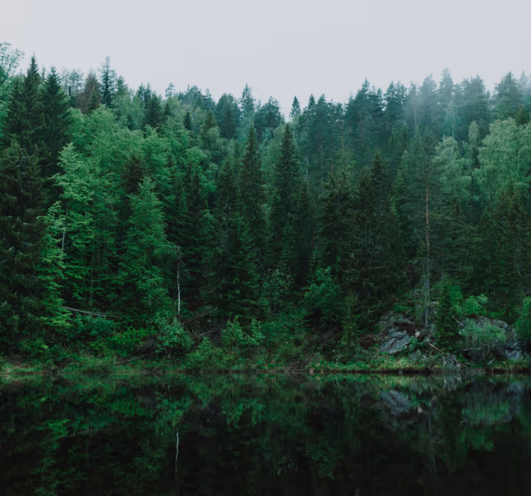 deep forest tree mural - TenStickers