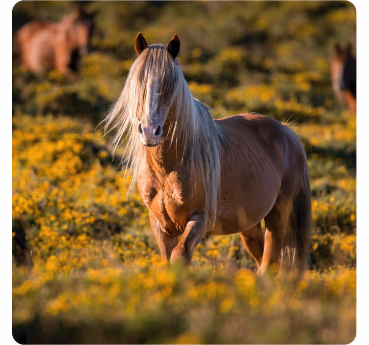 Modern coasters majestic horse in field - TenStickers