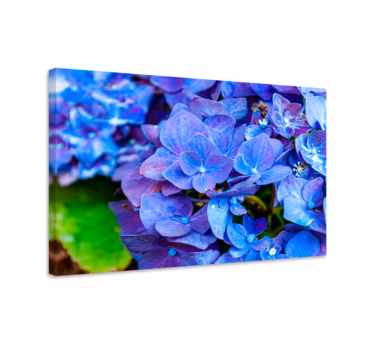 Blue canvas print of hydrangea flowers - TenStickers