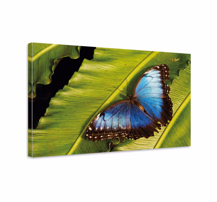 blue butterfly detail butterfly canvas wall art - TenStickers