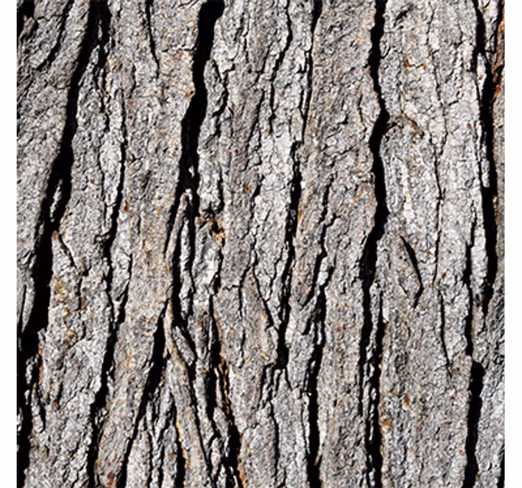 Wood wallpaper realistic bark design - TenStickers
