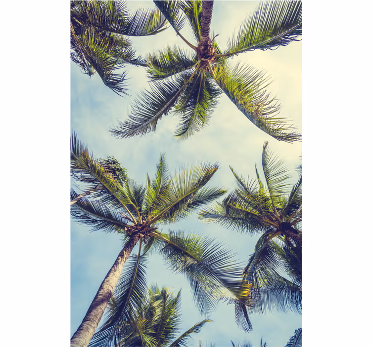 Tree wallpaper palm trees from the bottom - TenStickers