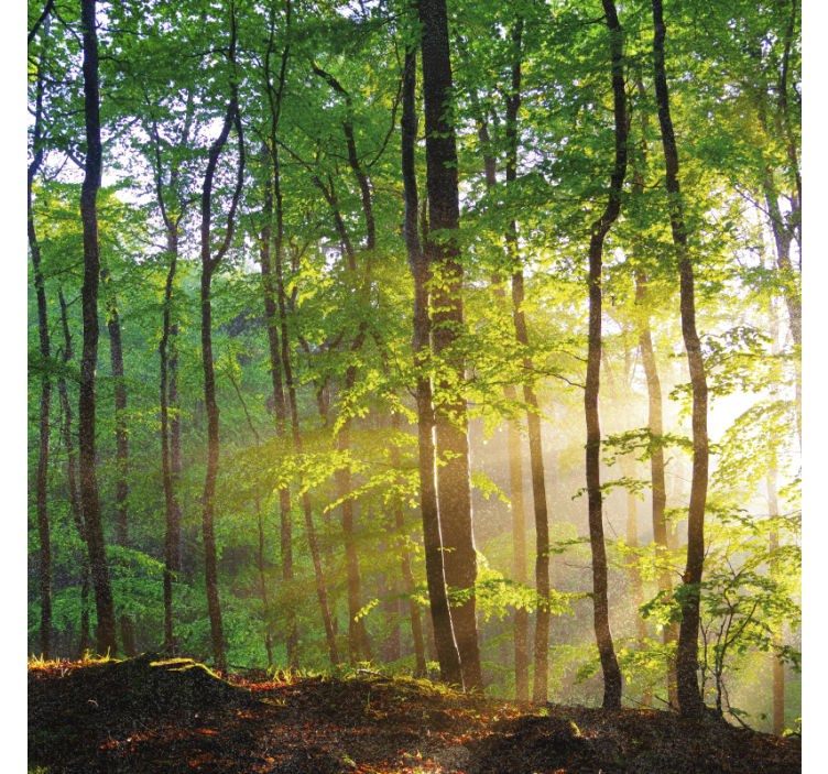 Tree roller blind natural light in forest - TenStickers