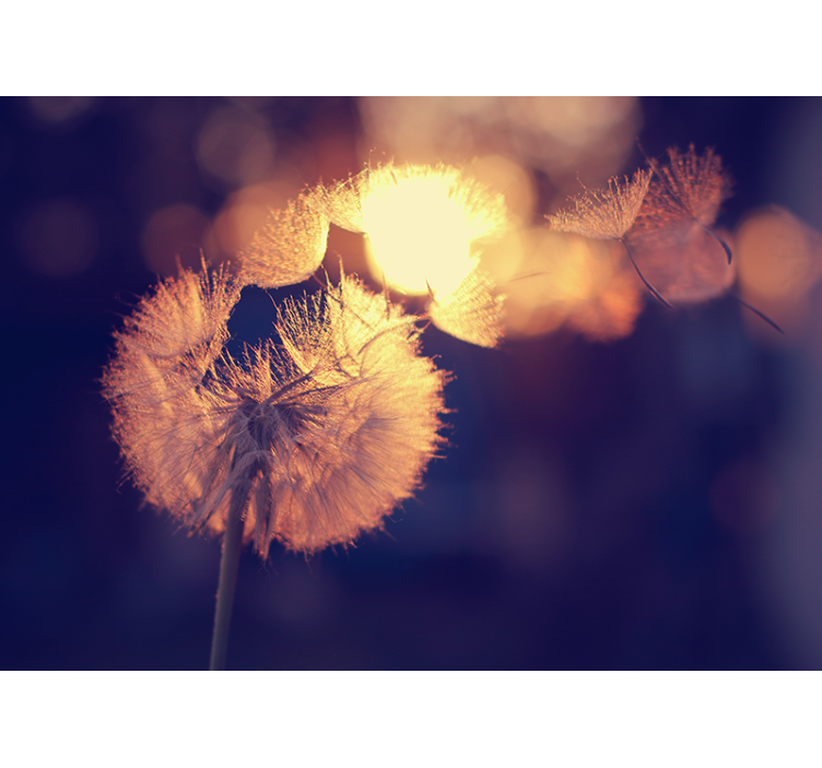 Dandelion design kitchen roller blind - TenStickers