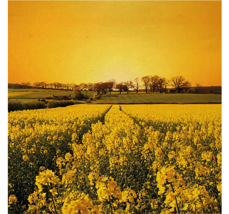 Living room roller blind yellow flower field - TenStickers