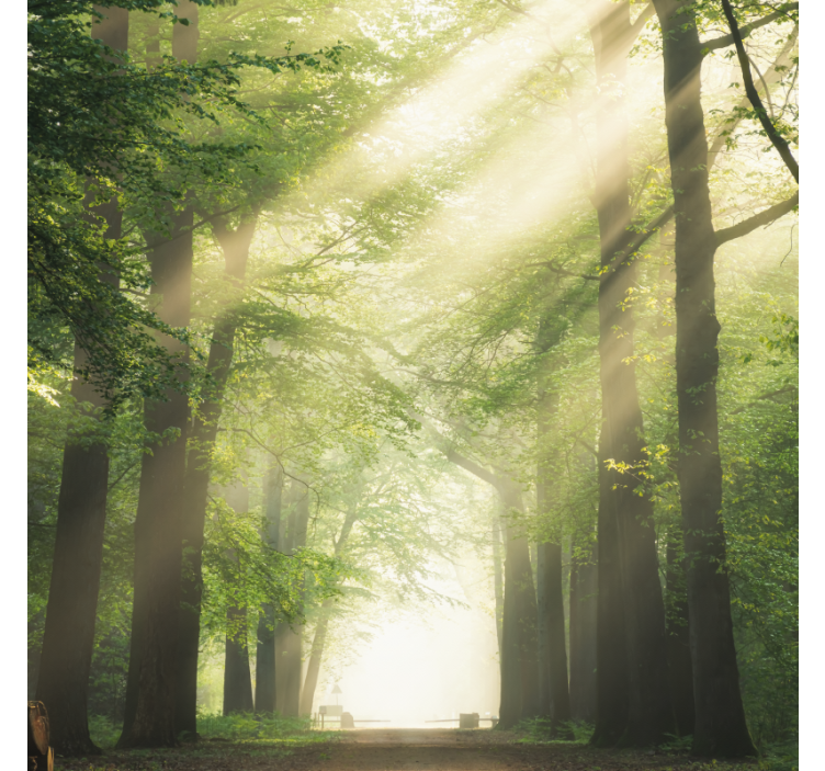 Green forest with the sun living room roller blind - TenStickers