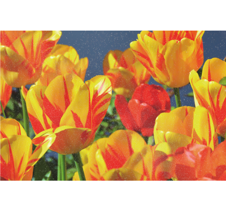 Living room roller blind red and yellow tulips - TenStickers