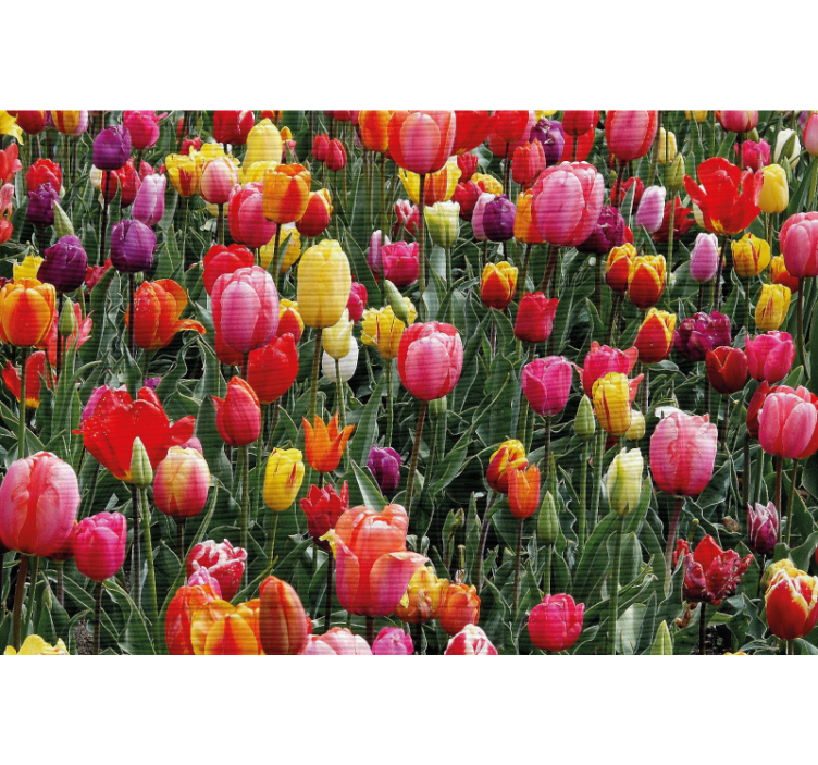 Living room roller blind tulips in a field - TenStickers
