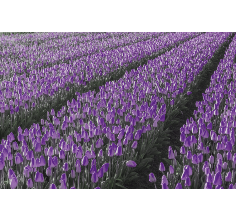 Living room roller blind tulip field design - TenStickers