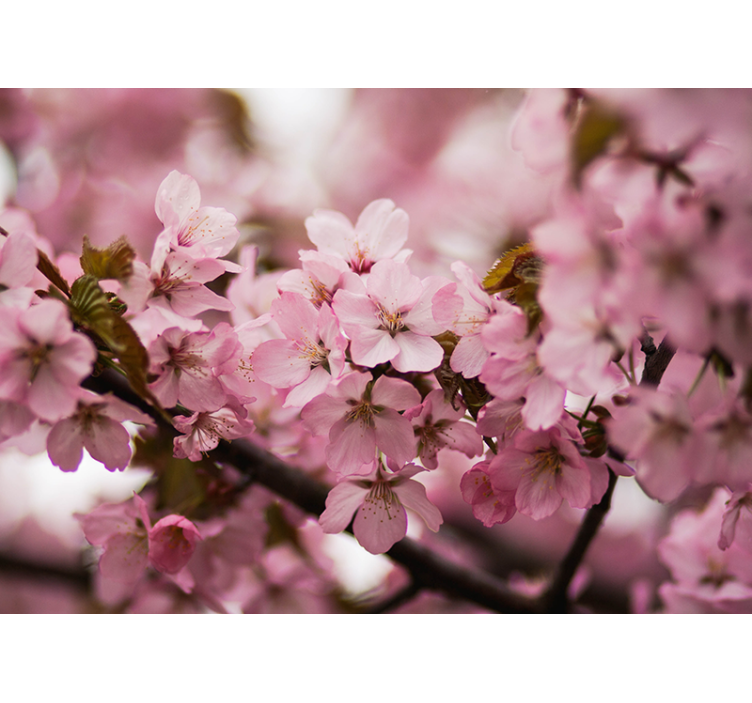 Pink roller blind in pink cherry blossom design - TenStickers